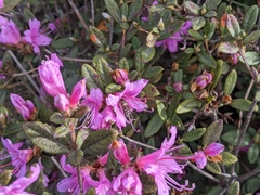 Rhododendron rubropilosum taiwanalpinum