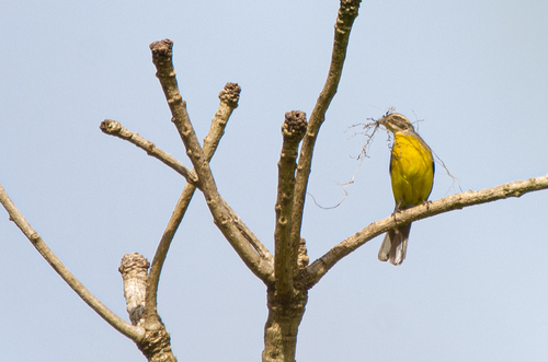 Cabanis's Bunting