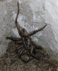 Lycosa erythrognatha