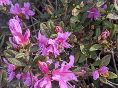Rhododendron rubropilosum taiwanalpinum