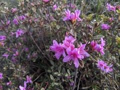 Rhododendron rubropilosum taiwanalpinum
