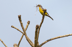 Emberiza cabanisi