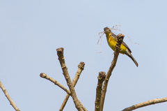 Emberiza cabanisi