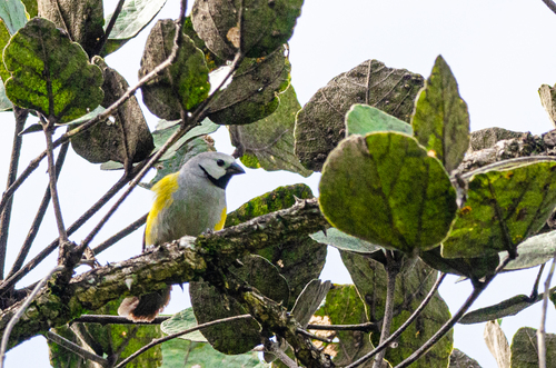 Grey-headed Oliveback