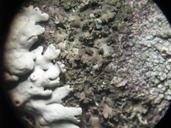 Phaeophyscia nigricans
