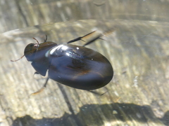Hydrochara caraboides