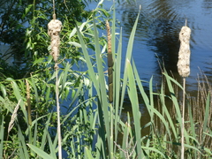Typha latifolia