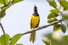 Hypergerus atriceps