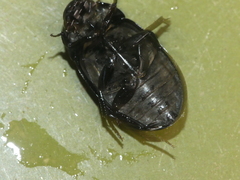 Hydrochara caraboides