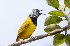 Hypergerus atriceps