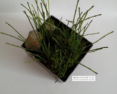 Equisetum scirpoides