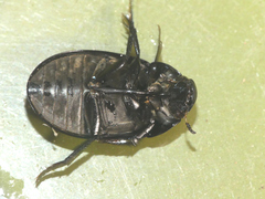 Hydrochara caraboides