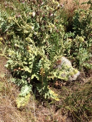 Cirsium fontinale obispoense