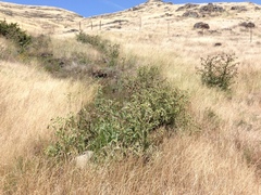 Cirsium fontinale obispoense