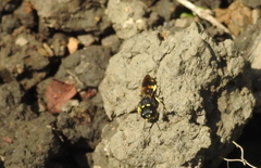 Ectemnius cephalotes