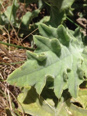 Cirsium fontinale obispoense