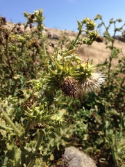 Cirsium fontinale obispoense