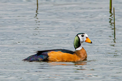 Nettapus auritus