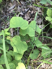 Cercis canadensis canadensis