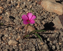 Oxalis eckloniana-nidulans