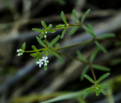Galium labradoricum