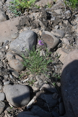 Oxytropis tichomirovii