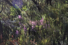Erica melanthera