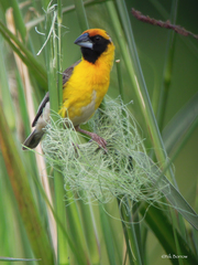 Pachyphantes superciliosus