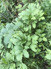 Ligusticum canadense