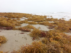 Sargassum natans