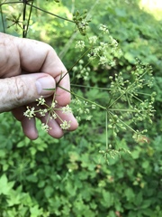 Ligusticum canadense