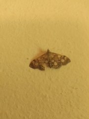Anania coronata