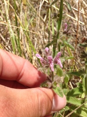 Stachys ajugoides