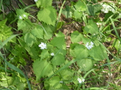 Alliaria petiolata