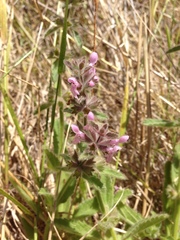 Stachys ajugoides
