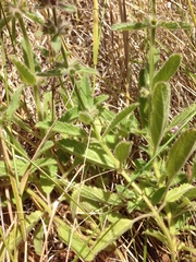 Stachys ajugoides