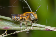 Megachile conjuncta