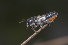 Megachile conjuncta