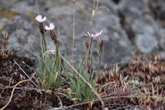 Silene involucrata