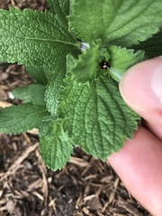 Brachiacantha ursina