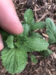 Brachiacantha ursina