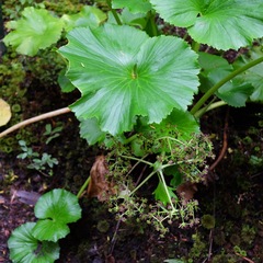 Azorella lyallii