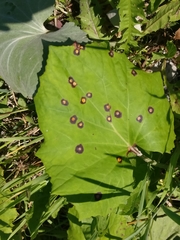 Puccinia poarum
