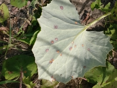 Puccinia poarum