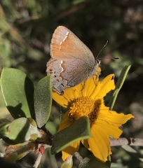 Callophrys muiri