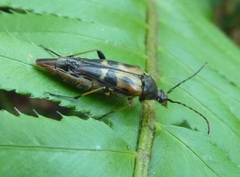 Etorofus obliteratus