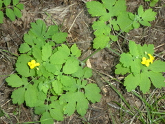 Chelidonium majus