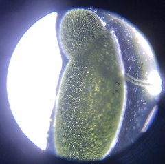 Lemna aequinoctialis