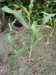 Zea mays