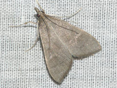 Mecyna asinalis